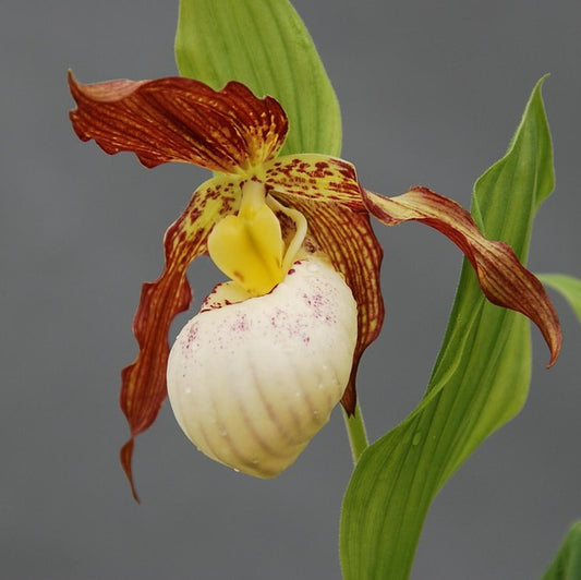 Image of Cypripedium 'Gabriela' taken at Weinert Gdn, Germany by M. Weinert