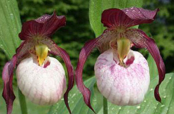 Image of Cypripedium 'Gisela' taken at Weinert Gdn, Germany by M. Weinert