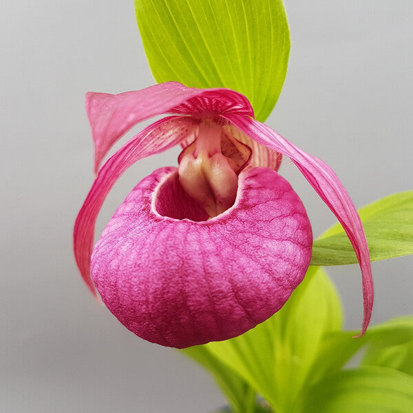 Image of Cypripedium 'John Haggar' by Hardy Orchids