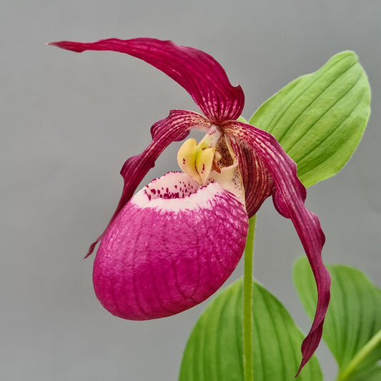 Image of Cypripedium 'Philipp Dark' taken at Hardy Orchid, Germany by Hardy Orchid