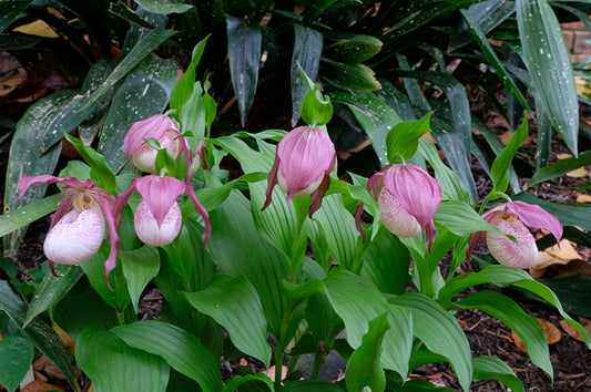 Image of Cypripedium 'Philipp' taken at Juniper Level Botanic Gdn, NC by JLBG