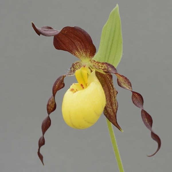 Image of Cypripedium 'Rascal' by HardyOrchid