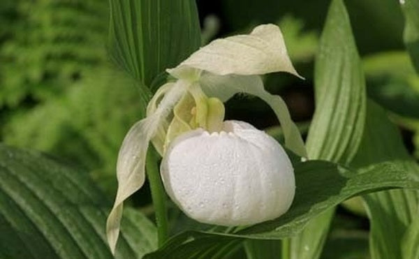 Image of Cypripedium 'Sabine Pastel' taken at Weinert Gdn, Germany by M. Weinert