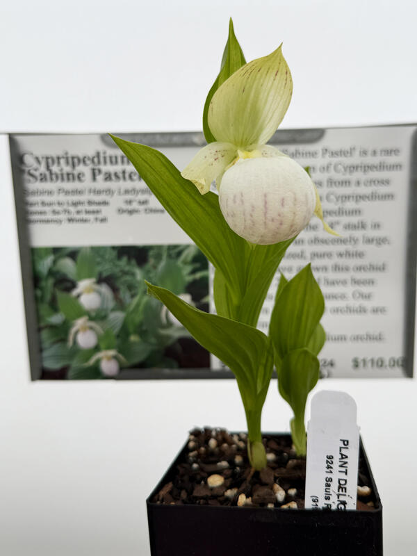 Image of Cypripedium 'Sabine Pastel'