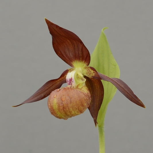 Image of Cypripedium 'Schoko' by HardyOrchid