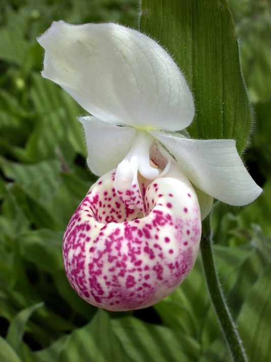 Image of Cypripedium 'Ulla Silkens' taken at Weinert Gdn, Germany by M. Weinert