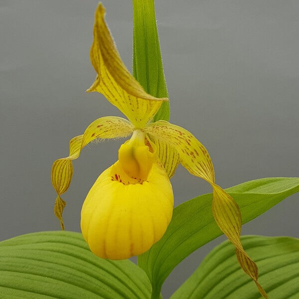 Image of Cypripedium 'Victoria' by Hardy Orchid
