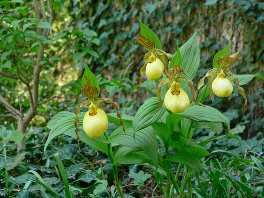 Image of Cypripedium 'Victoria' taken at Weinert Gdn, Germany by M. Weinert