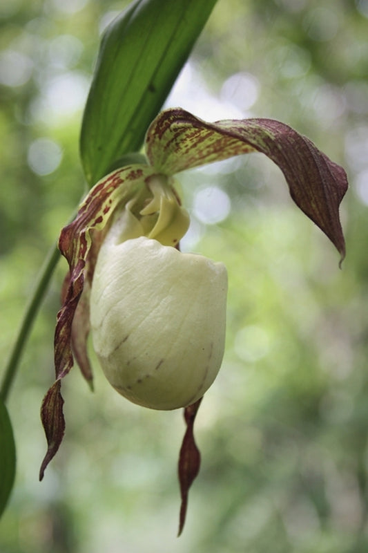 Image of Cypripedium kentuckiense taken at Juniper Level Botanic Gdn, NC by JLBG