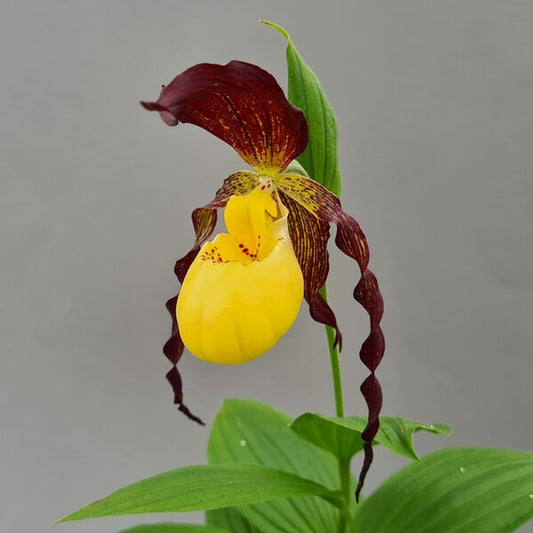 Image of Cypripedium planipetalum x kentuckiense by Frosch Cypripedium
