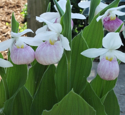 Image of Cypripedium reginae taken at Walters Gardens, MI by T. Avent
