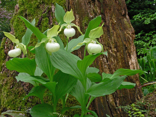 Image of Cypripedium x ventricosum 'Frosch's Queen of the Mist' (Frosch®) taken at Weinert Gdn, Germany by M. Weinert