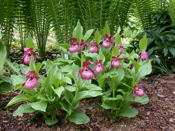 Image of Cypripedium x ventricosum taken at Weinert Gdn, Germany by M. Weinert