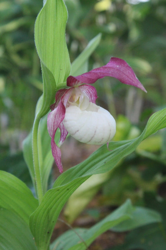 Image of Cypripedium x ventricosum taken at Juniper Level Botanic Gdn, NC by JLBG