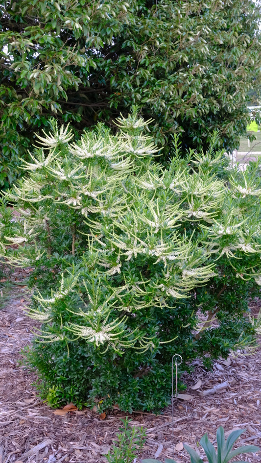 Image of Cyrilla racemiflora 'Tom Patrick' taken at Juniper Level Botanic Gdn, NC by JLBG