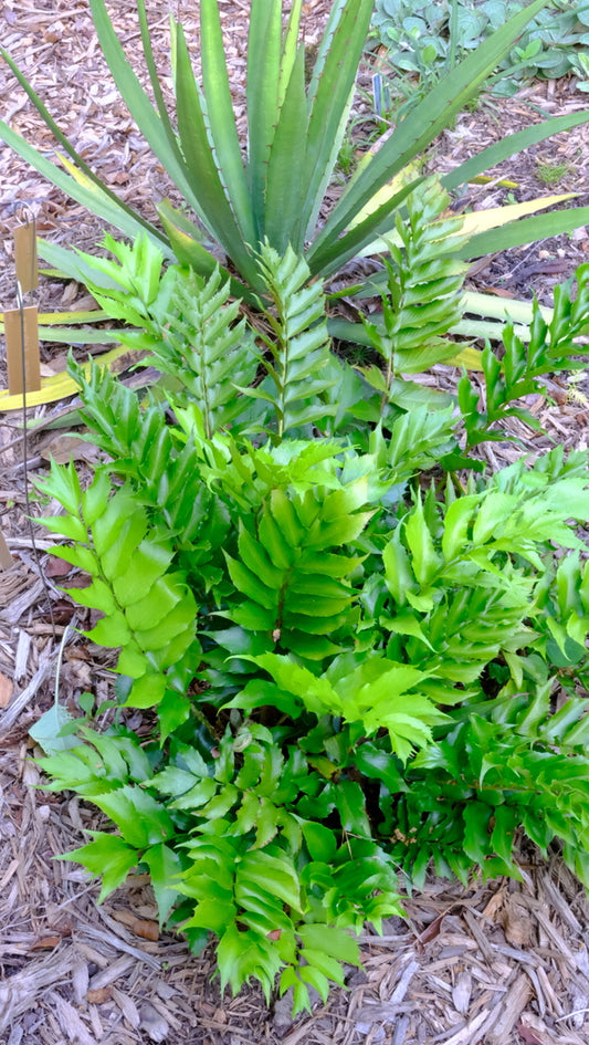 Image of Cyrtomium falcatum 'One Off' taken at Juniper Level Botanic Gdn, NC by JLBG