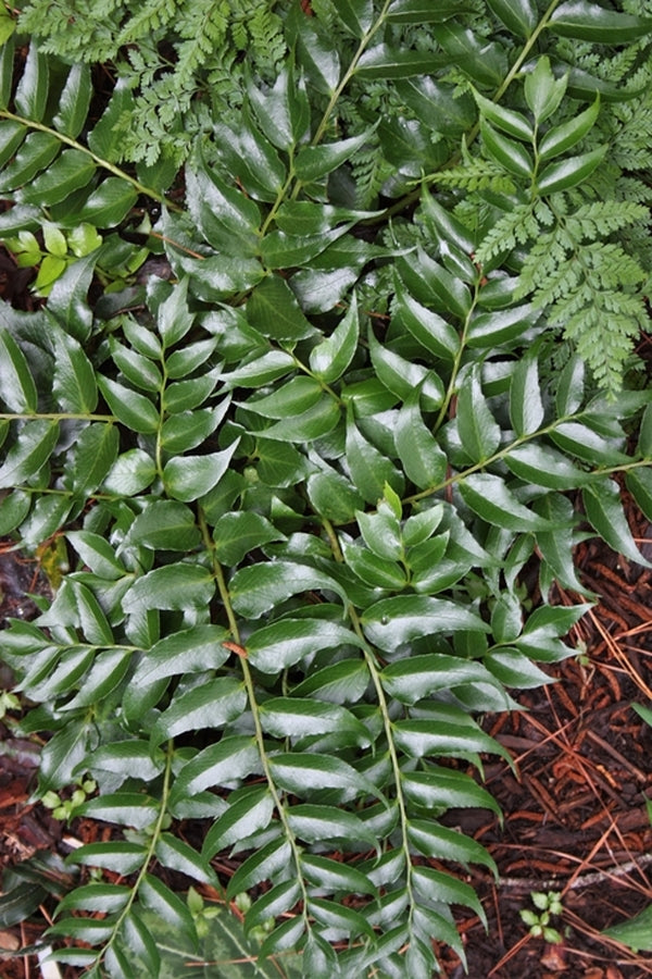 korean jade plant Cyrtomium falcatum var maritimum Eco Korean Jade