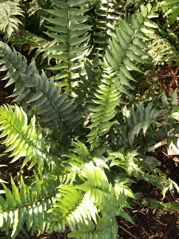Image of Cyrtomium fortunei 'Fortunately' taken at Juniper Level Botanic Gdn, NC by JLBG