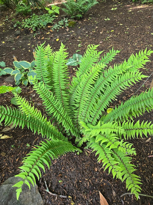 Image of Cyrtomium lonchitoides taken at Juniper Level Botanic Gdn, NC by JLBG