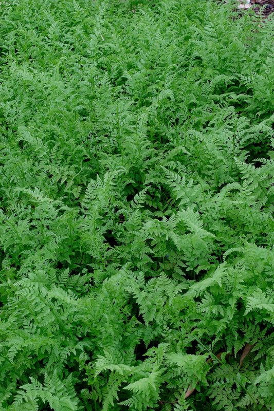 Image of Cystopteris protrusa taken at Juniper Level Botanic Garden, NC by JLBG