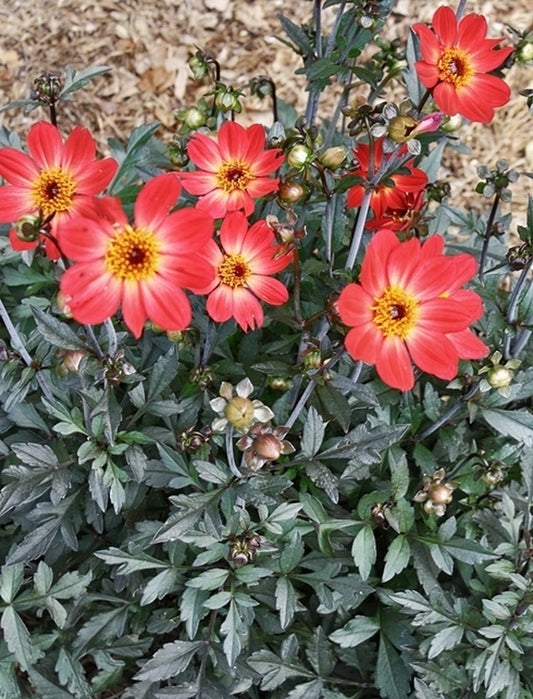 Image of Dahlia 'Flame' PP 18,426 taken at Juniper Level Botanic Gdn, NC by JLBG