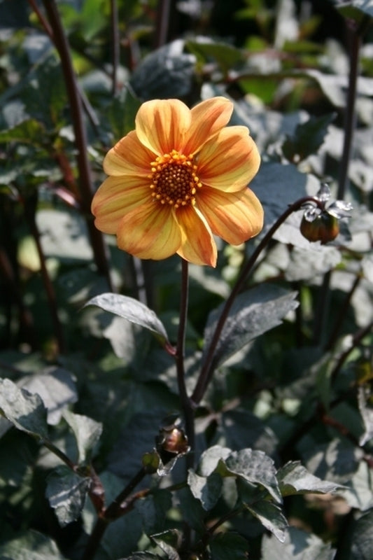 Image of Dahlia 'Yellow Hammer' taken at Juniper Level Botanic Gdn, NC