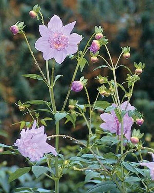 Image of Dahlia imperialis 'Double or Nothing' taken at Juniper Level Botanic Gdn, NC by JLBG
