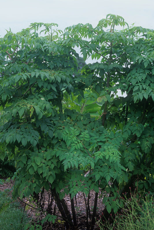 Image of Dahlia imperialis taken at Juniper Level Botanic Gdn, NC by JLBG