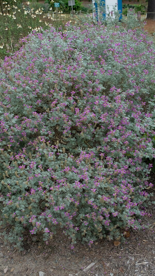 Image of Dalea bicolor var. argyraea  taken at Juniper Level Botanic Gdn, NC by JLBG