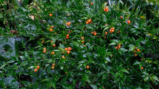 Image of Danae racemosa taken at Juniper Level Botanic Gdn, NC by JLBG