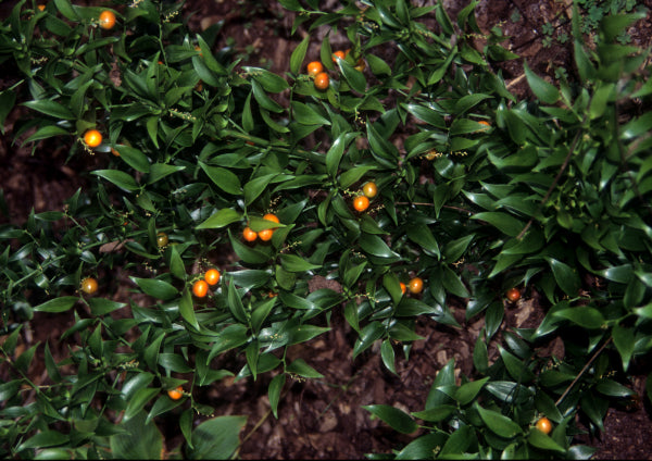 Image of Danae racemosa taken at Juniper Level Botanic Gdn, NC by JLBG