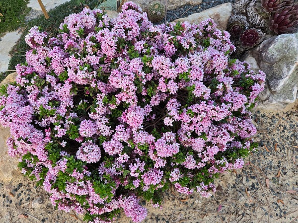 Image of Daphne x napolitana 'Bramdean' taken at Juniper Level Botanic Gdn, NC by JLBG