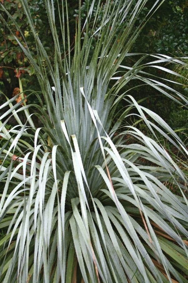 Image of Dasylirion berlandieri var berlandieri taken at Juniper Level Botanic Gdn, NC by JLBG