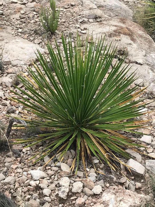 Image of Dasylirion leiophyllum 'Chaves' taken at Chaves County, New Mexico by D. Salman