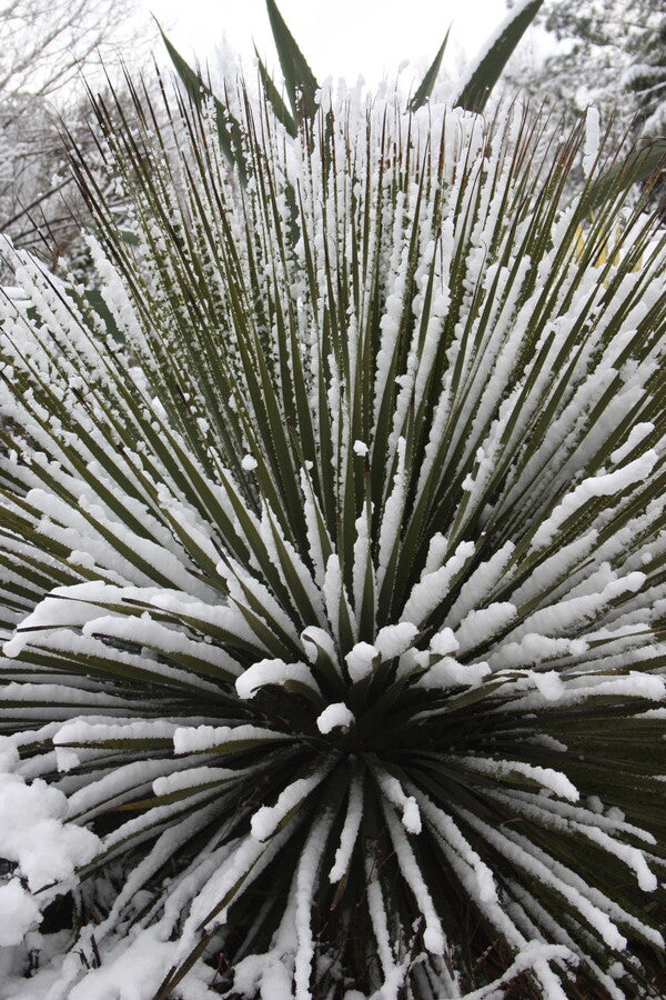 Image of Dasylirion leiophyllum 'Guadalupe'