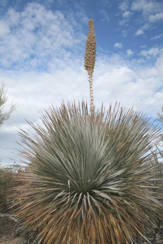 Image of Dasylirion wheeleri 'Payson Giant' taken at in situ Payson, AZ