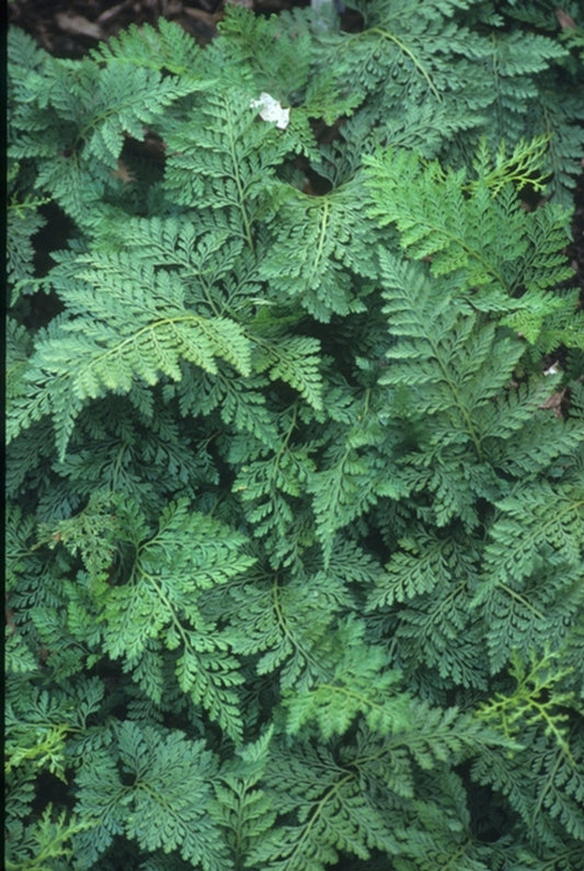 Image of Davallia mariesii 'Korea Rocks' taken at Juniper Level Botanic Gdn, NC by JLBG