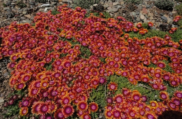 Image of Delosperma 'Fire Spinner' taken at Denver Botanic Gdn, CO by P. Kelaidis