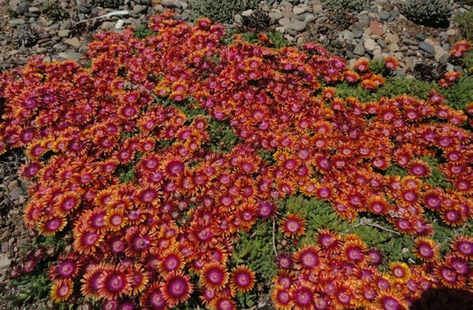 Image of Delosperma 'Fire Spinner' taken at Denver Botanic Gdn, CO by P. Kelaidis