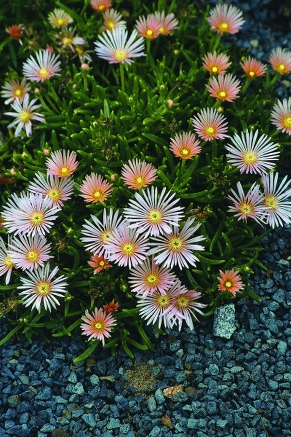 Image of Delosperma 'Kelaidis' taken at Juniper Level Botanic Gdn, NC by JLBG