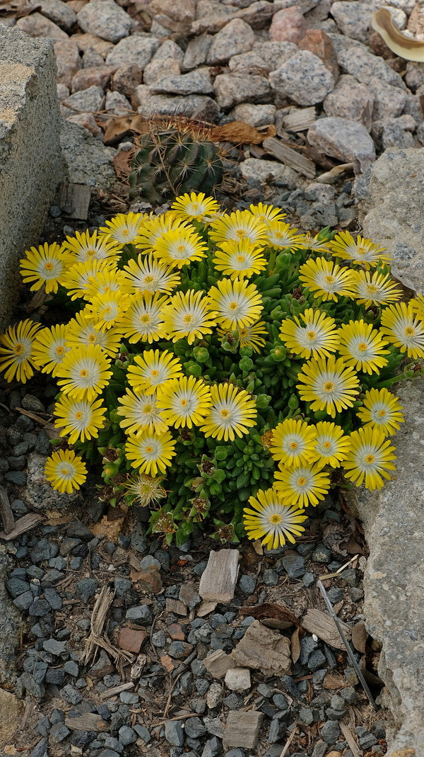 Image of Delosperma 'Mountain Dew' PP 31,543 taken at Juniper Level Botanic Gdn, NC by JLBG