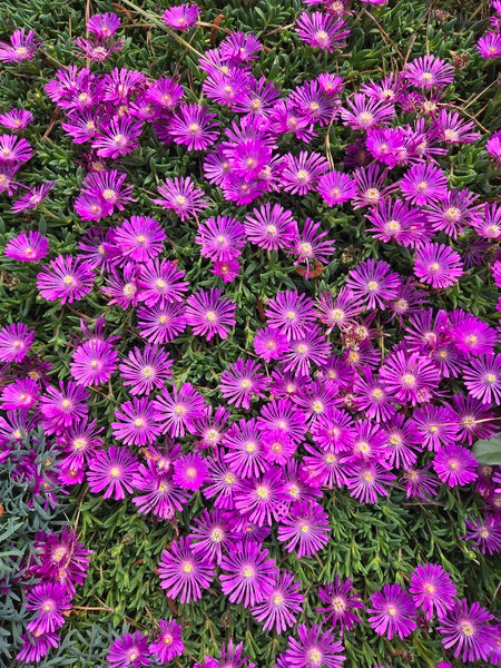 Image of Delosperma 'Orchid Flash' PPAF taken at Juniper Level Botanic Gdn, NC by JLBG