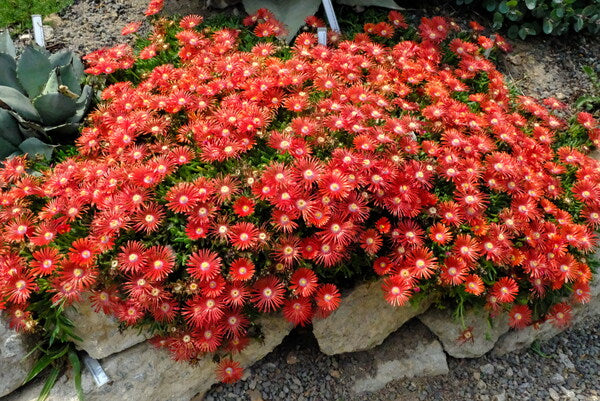tall red succulent Learn about Delosperma dyeri | Red Mountain Ice Plant