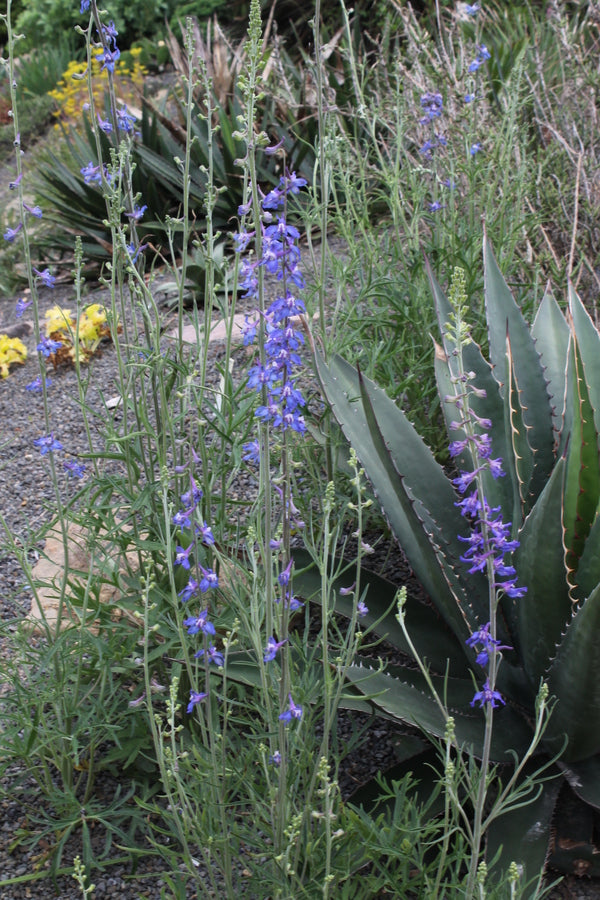 Image of Delphinium carolinianum 'Bastrop' taken at Juniper Level Botanic Garden, Raleigh NC by JLBG