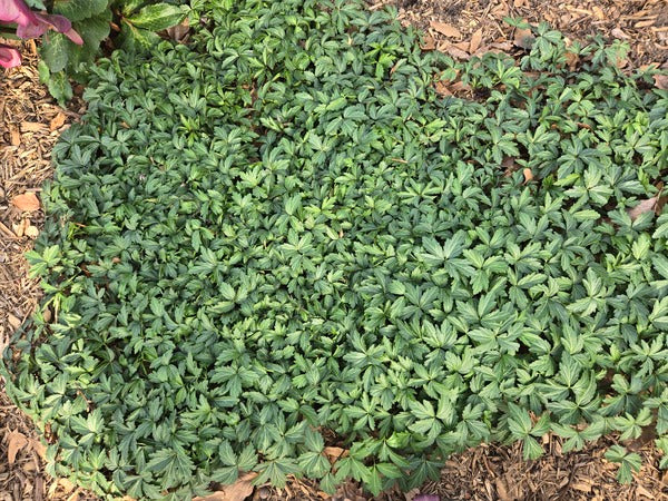 Image of Dentaria 'Little Lumpkin' taken at Juniper Level Botanic Gdn, NC by JLBG