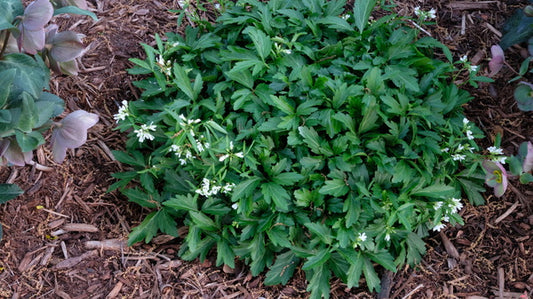 Image of Dentaria 'Little Lumpkin' taken at Juniper Level Botanic Gdn, NC by JLBG