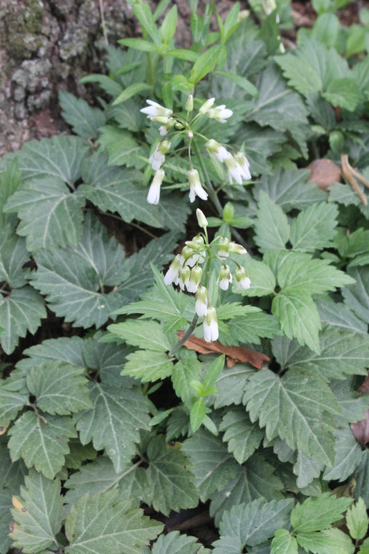 Image of Dentaria diphylla 'Bama Jama' taken at Juniper Level Botanic Gdn, NC