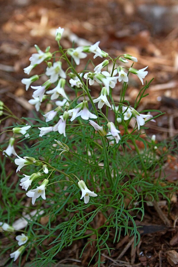Image of Dentaria dissecta 'Dental Floss' taken at Juniper Level Botanic Gdn, NC by JLBG