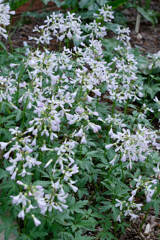 Image of Dentaria laciniata 'Priceless' taken at Juniper Level Botanic Gdn, NC by JLBG