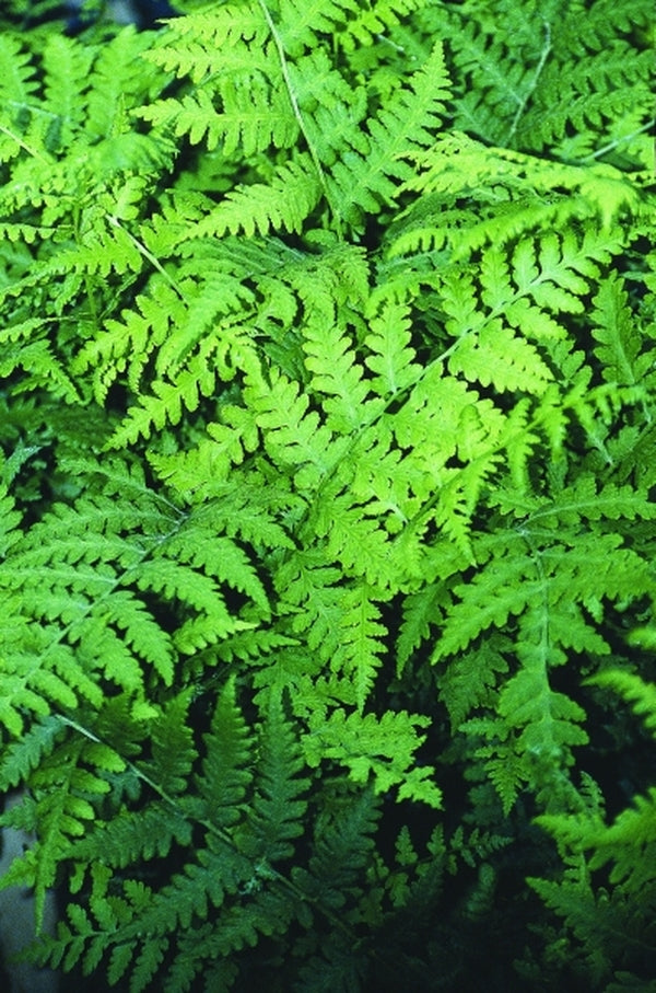 Image of Deparia acrostichoides taken at Juniper Level Botanic Gdn, NC by JLBG